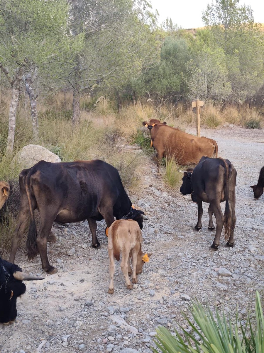 Les nostres vaques al Parc Natural de Llevant
