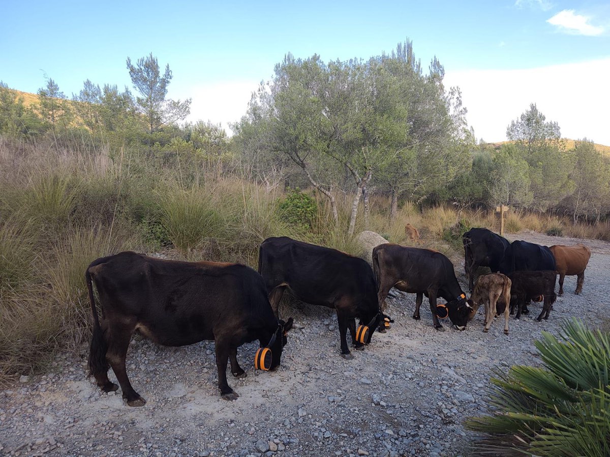 Vaques al bosc